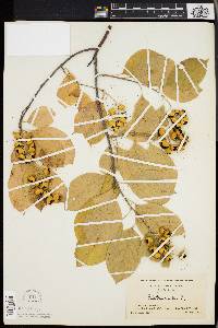 Celastrus scandens image