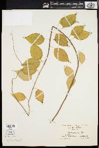 Celastrus scandens image