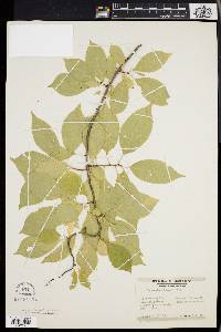 Celastrus scandens image