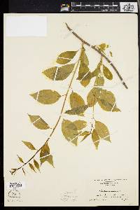 Celastrus scandens image