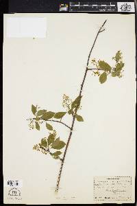 Celastrus scandens image