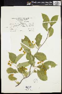 Celastrus scandens image