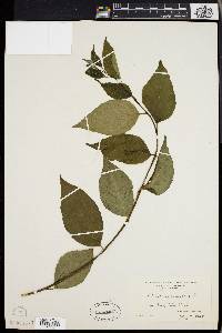 Celastrus scandens image