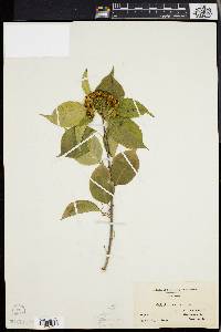 Celastrus scandens image