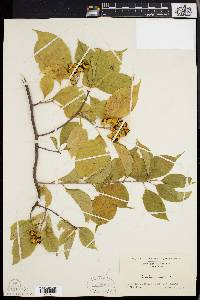 Celastrus scandens image