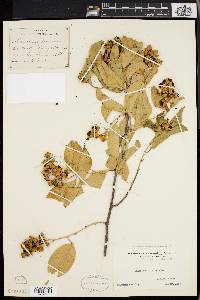 Celastrus scandens image