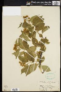 Celastrus scandens image