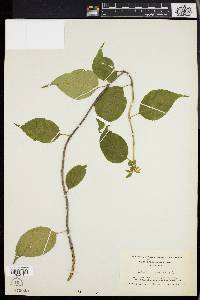 Celastrus scandens image