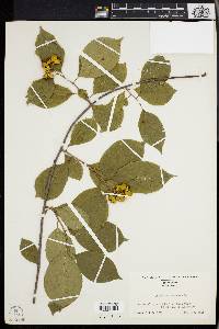 Celastrus scandens image