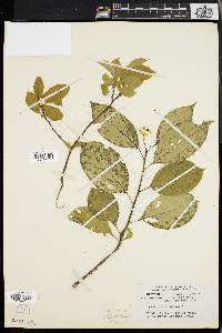 Celastrus scandens image