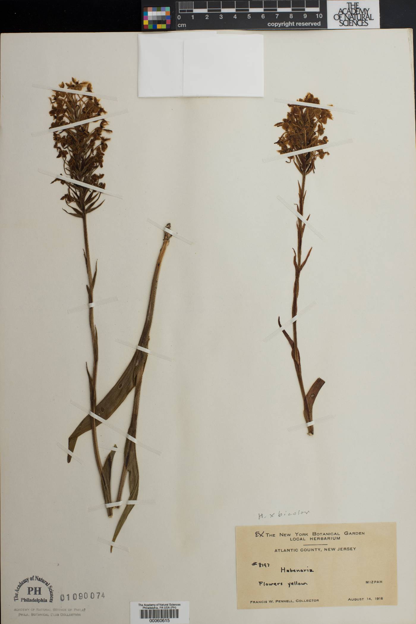 Habenaria bicolor image