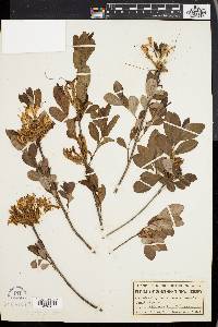 Azalea canescens image