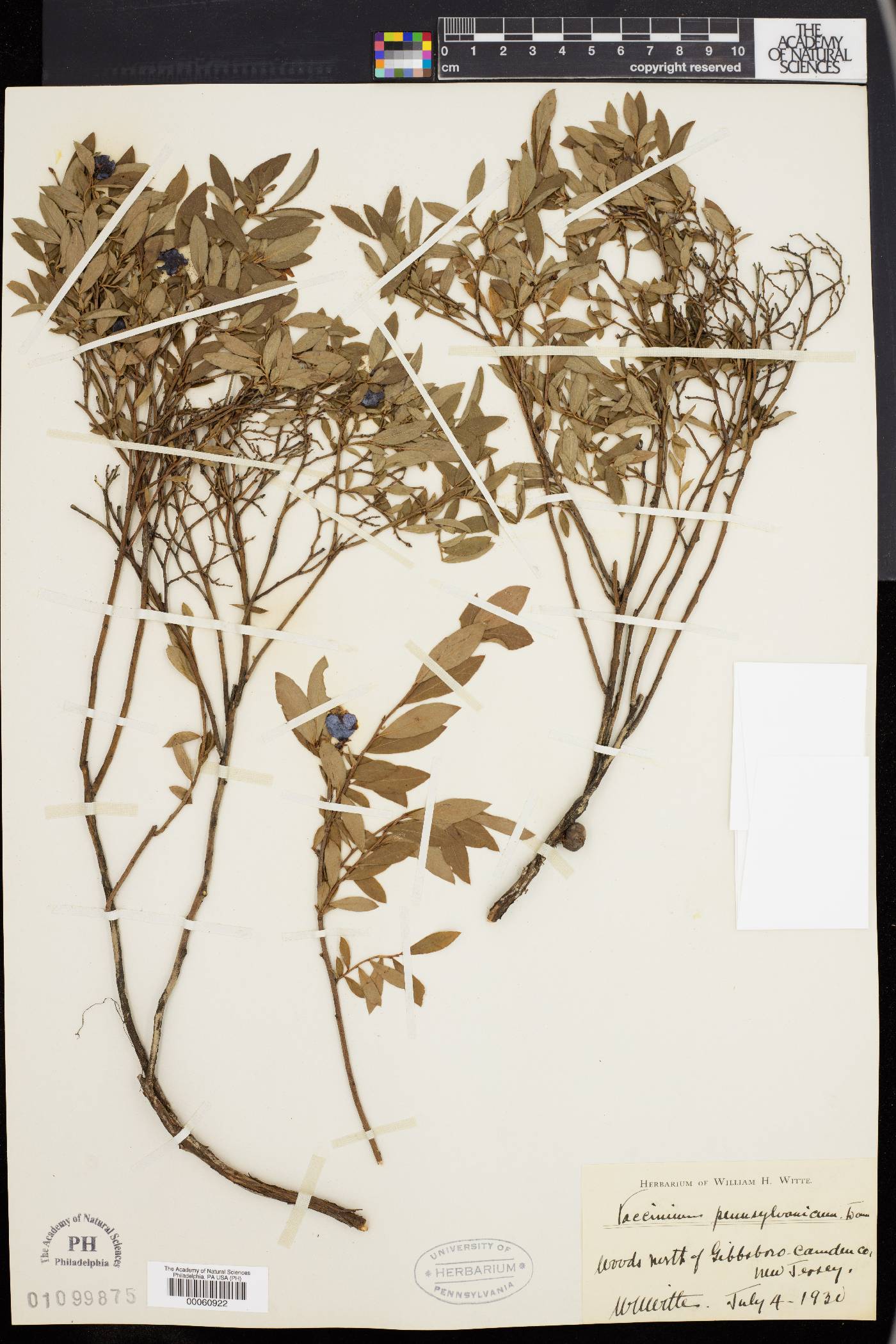 Vaccinium pensylvanicum image