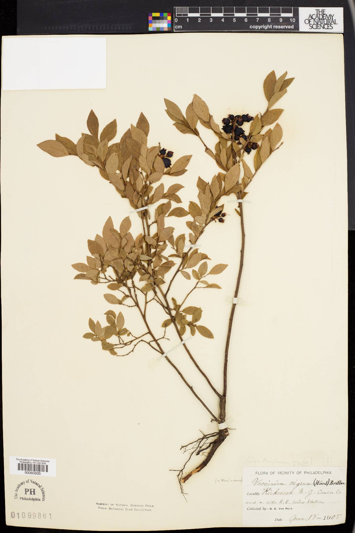 Vaccinium nigrum image