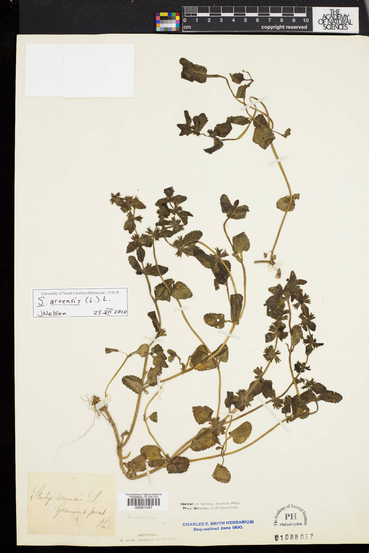 Stachys arvensis image