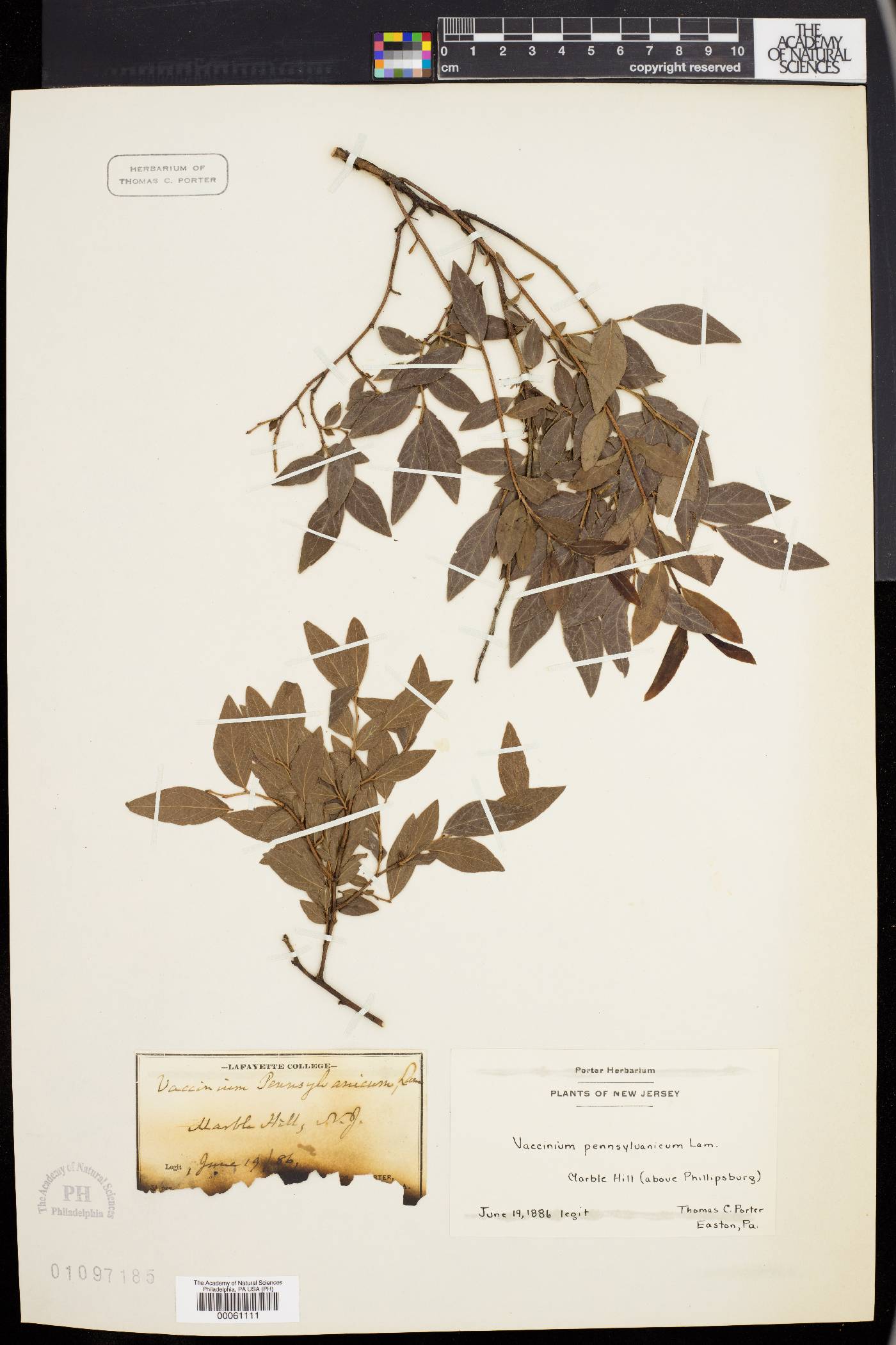 Vaccinium pensylvanicum image