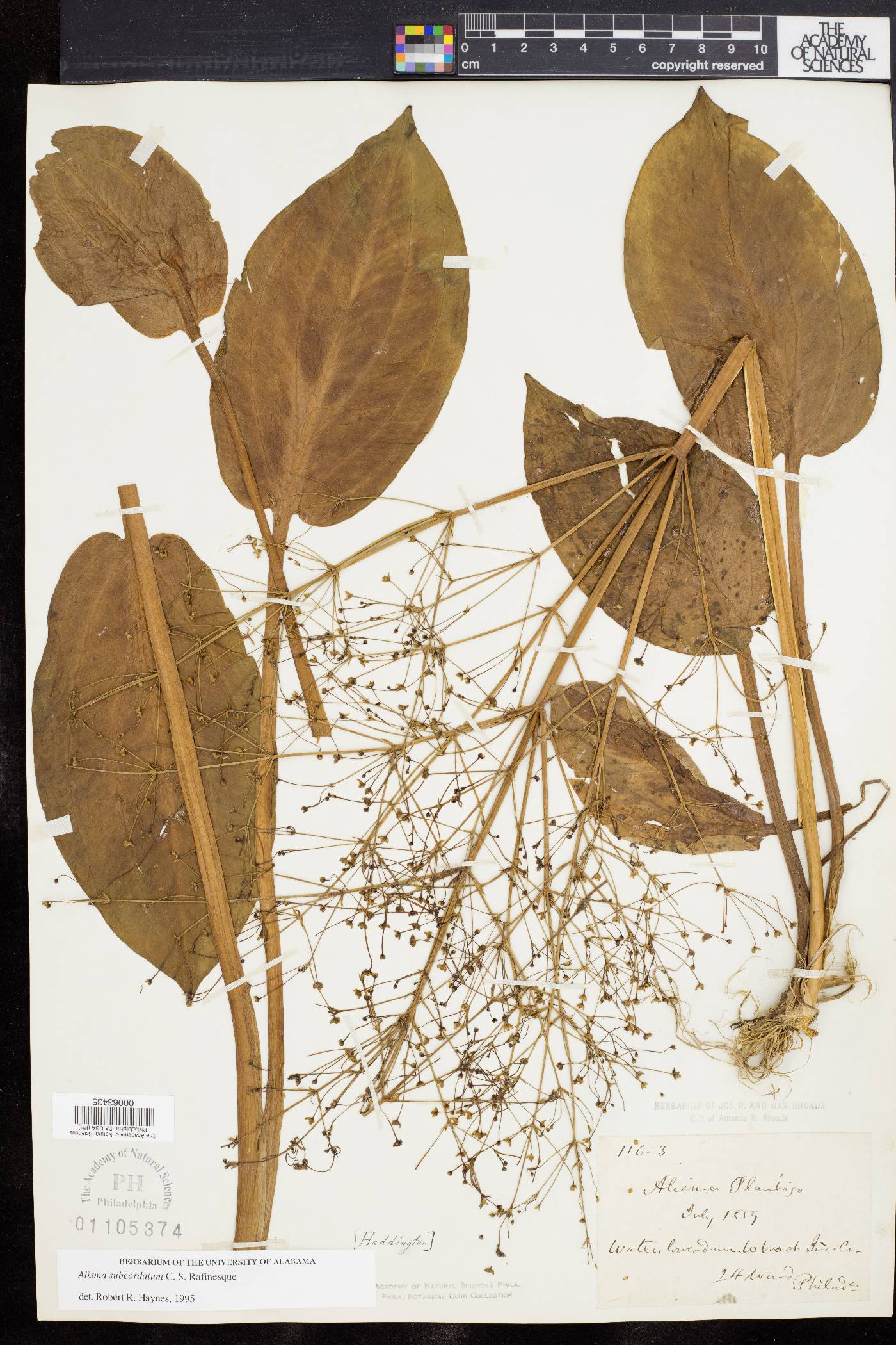 Alisma plantago image