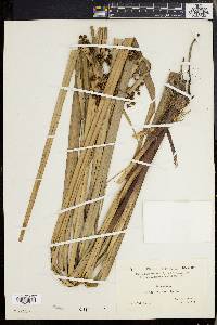 Scirpus ternatanus image