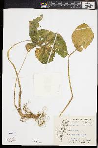 Colocasia esculenta image