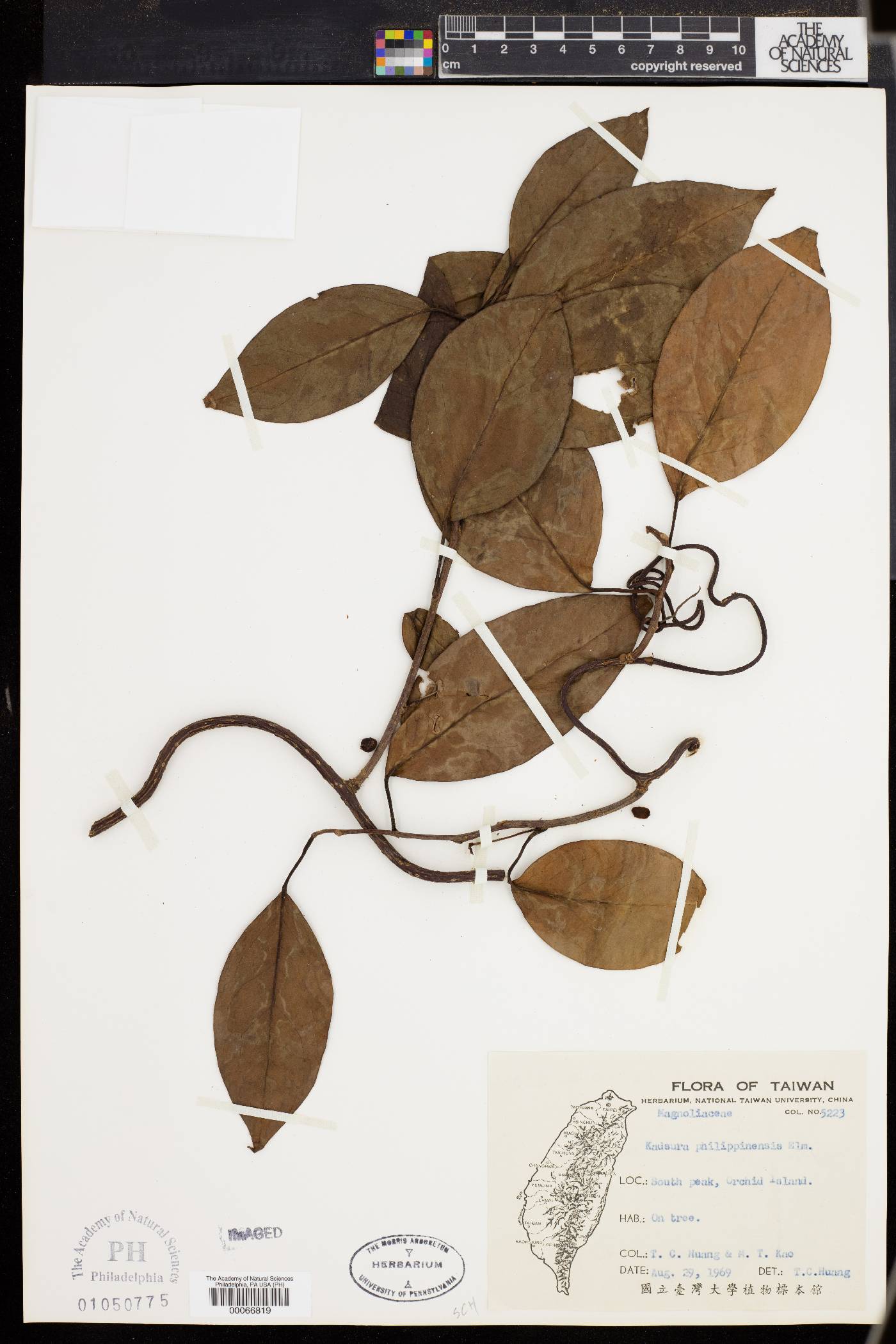 Kadsura philippinensis image
