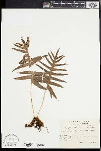 Media resource of Crypsinus quasidivaricatus