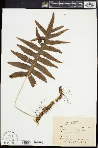 Media resource of Crypsinus okamotoi