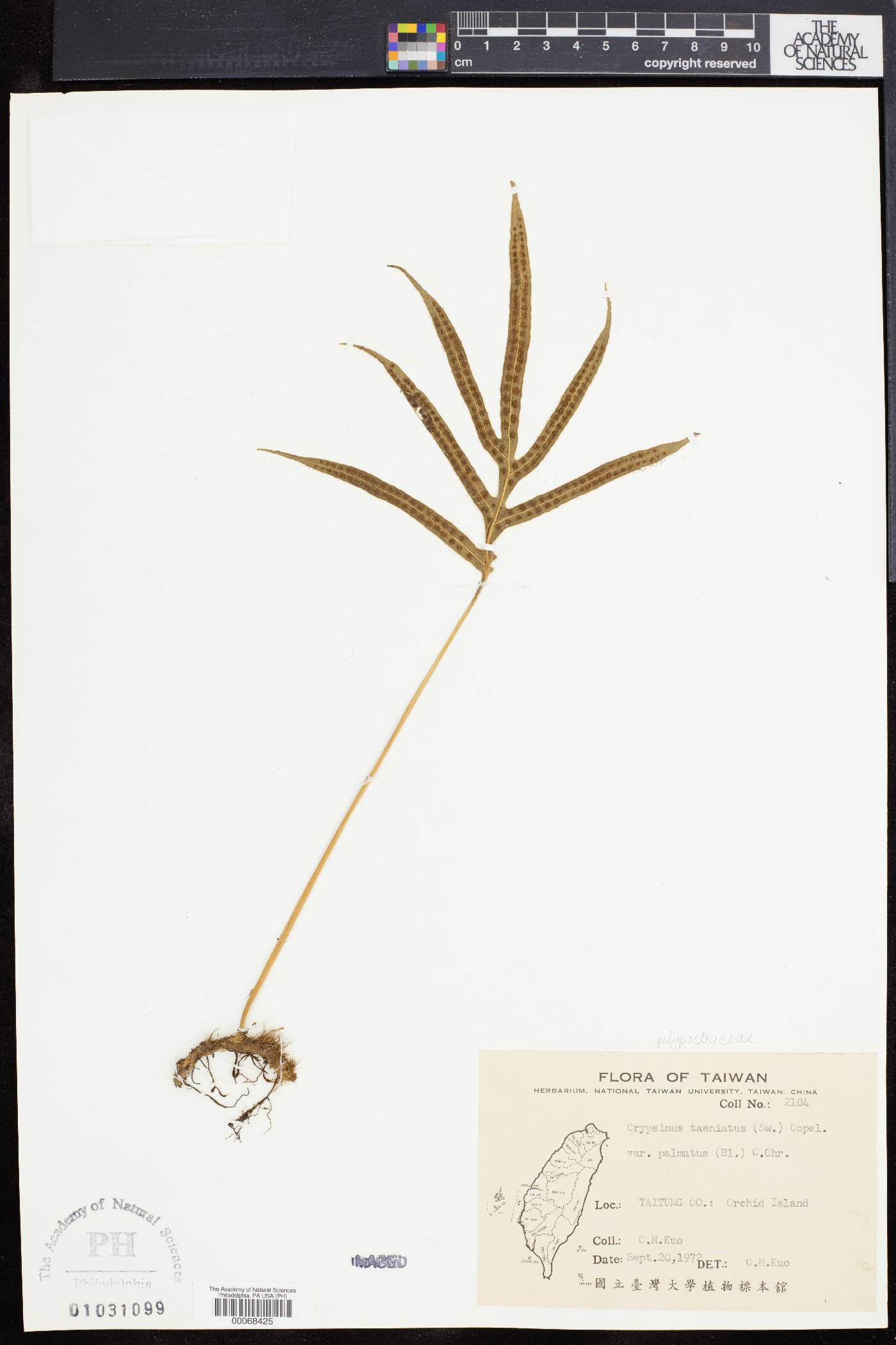 Crypsinus taeniatus image