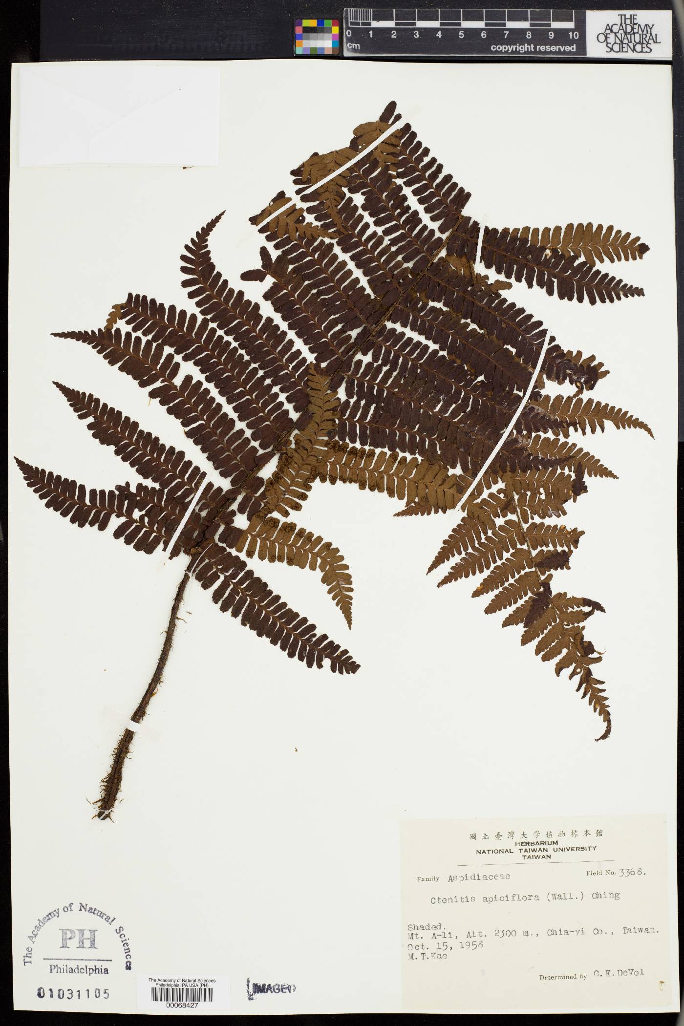 Dryopteris apiciflora image