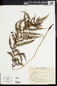 Athyrium subrigescens image