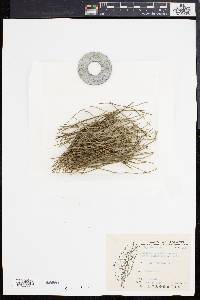 Equisetum ramosissimum subsp. debile image