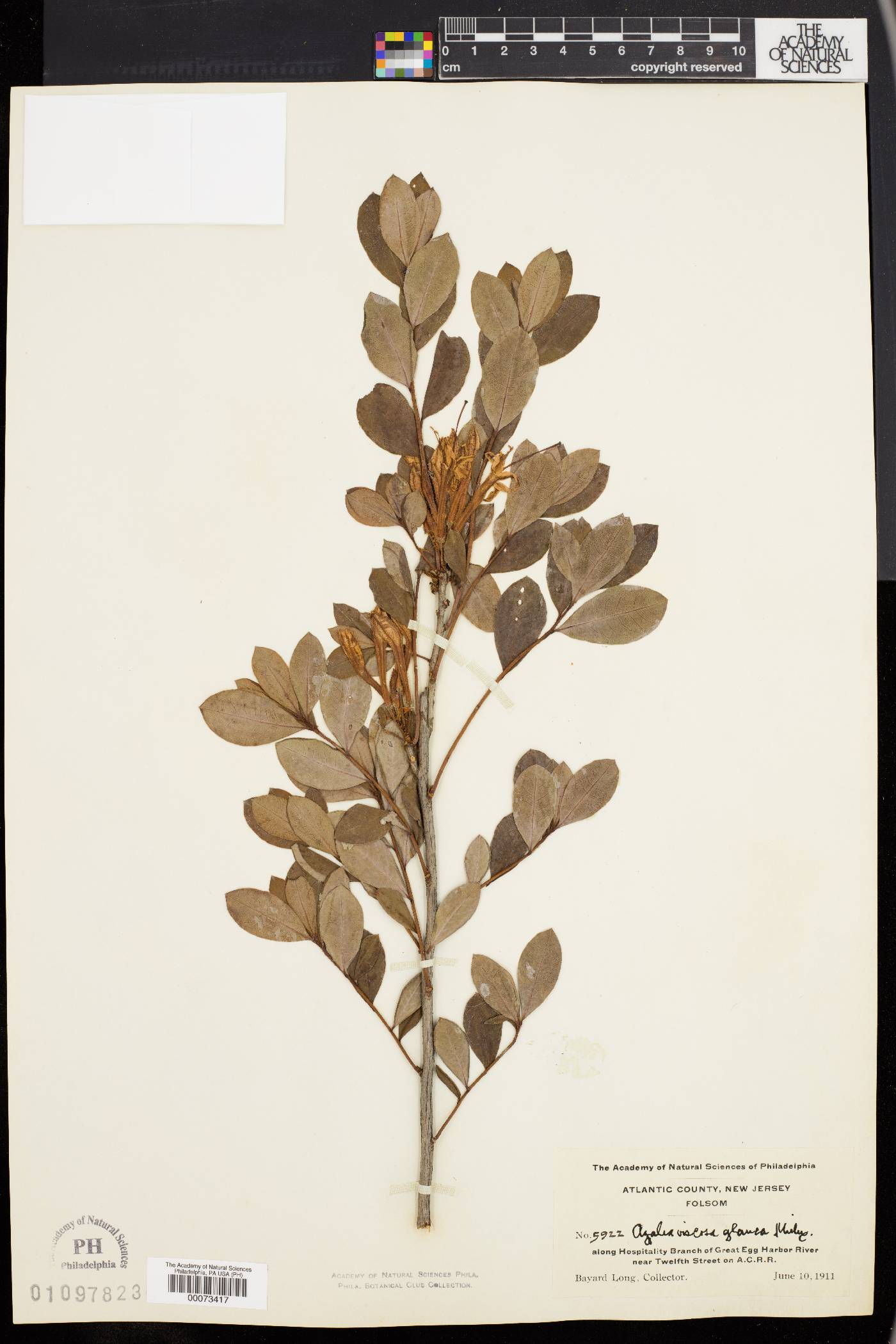 Azalea viscosa var. glauca image