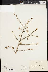Vaccinium atrococcum image