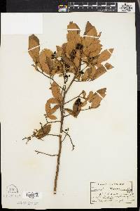 Vaccinium atrococcum image