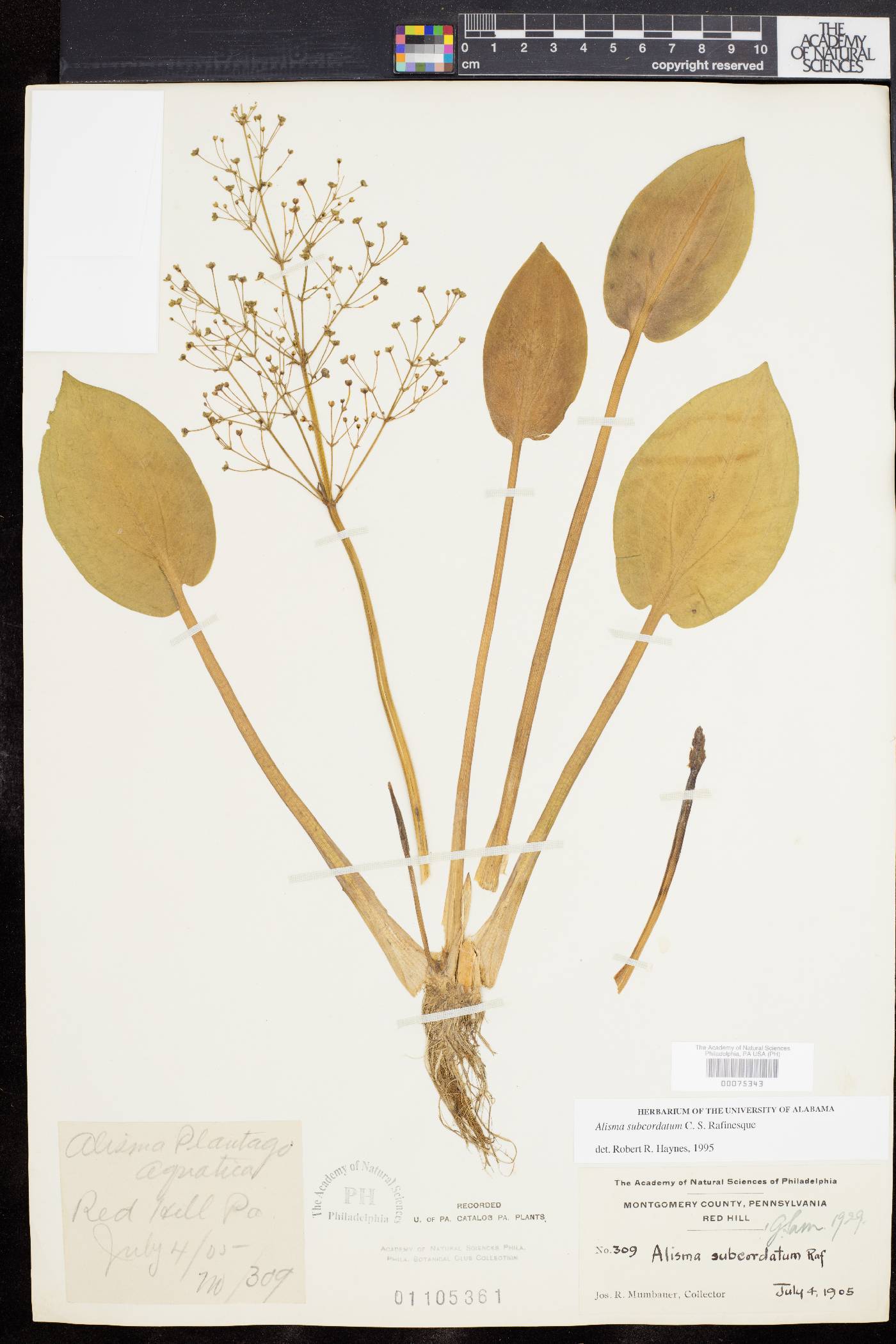 Alisma plantago-aquatica image