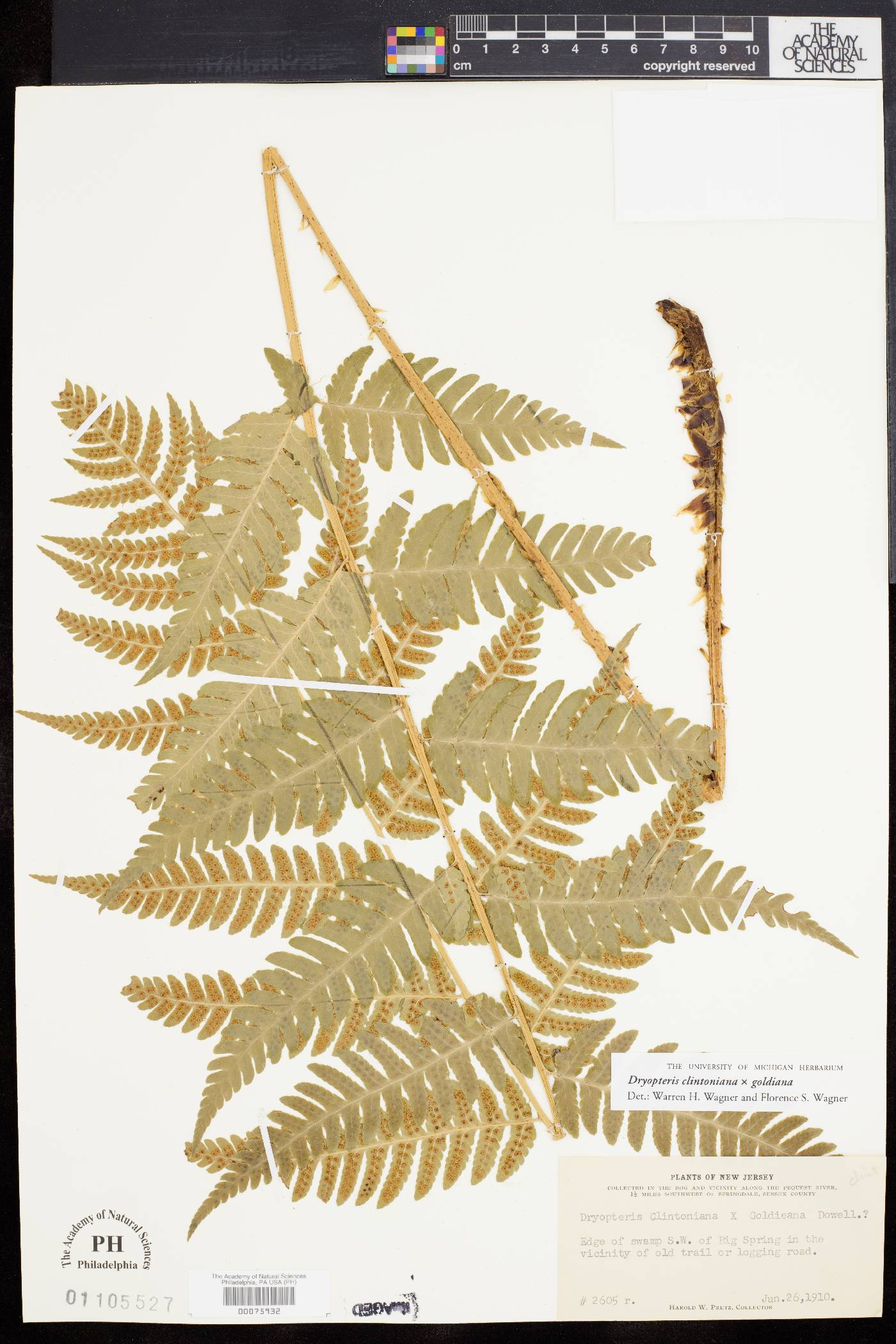 Dryopteris clintoniana image