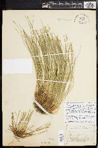 Trichophorum planifolium image