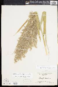 Phragmites australis image