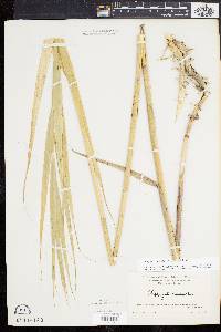 Phragmites australis image