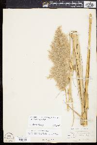 Phragmites australis image