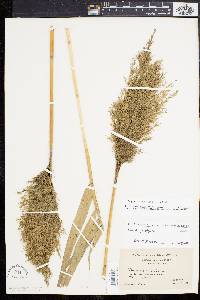 Phragmites australis image