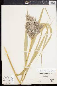 Phragmites australis image