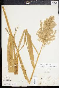 Phragmites australis image