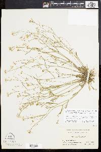 Arabidopsis lyrata image