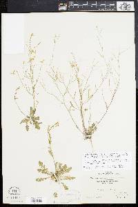 Arabidopsis lyrata image