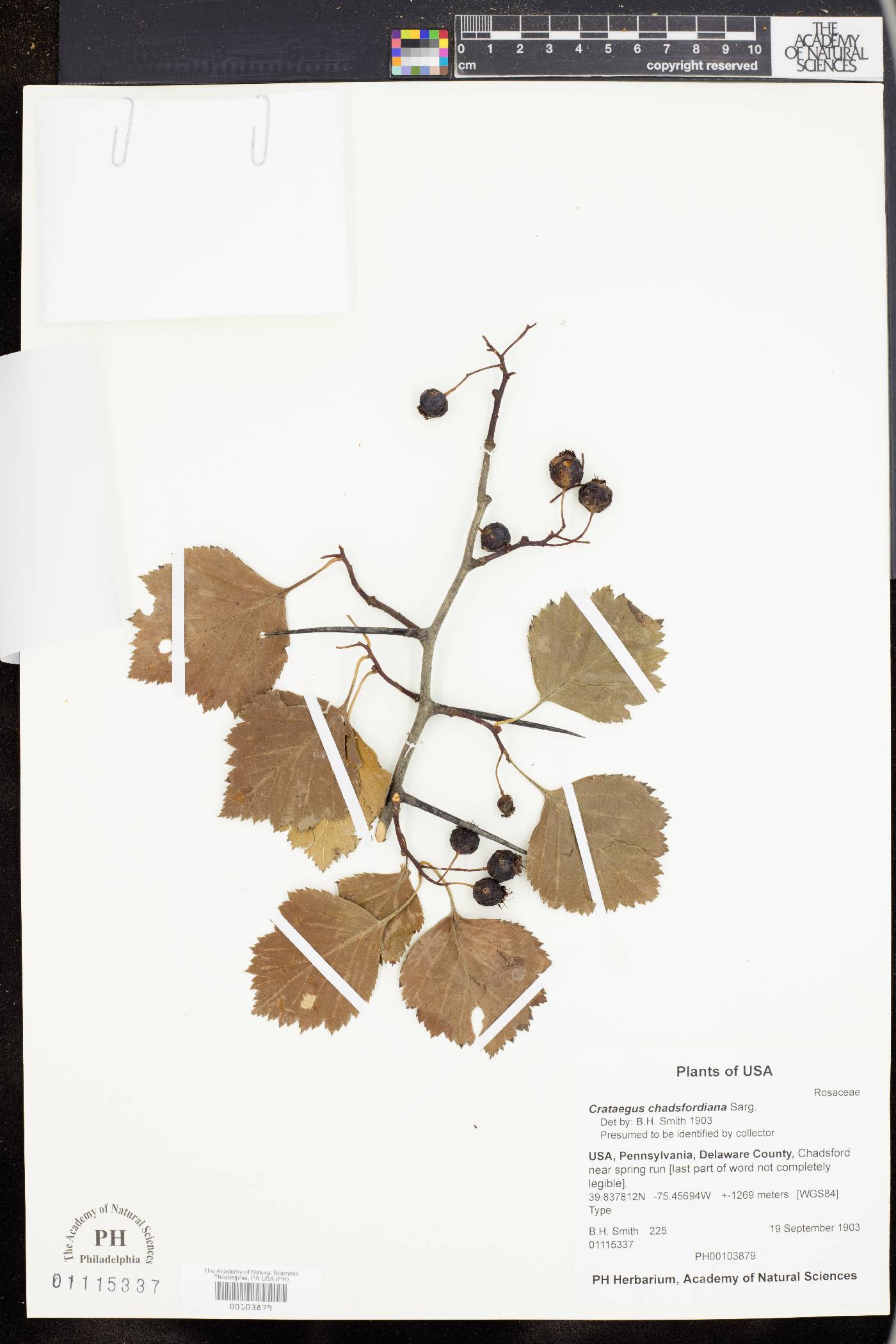 Crataegus chadsfordiana image