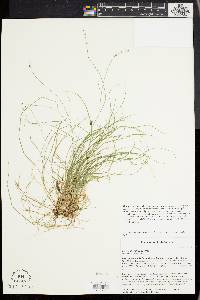 Carex disperma image