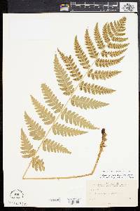 Dryopteris clintoniana image