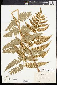 Dryopteris clintoniana image