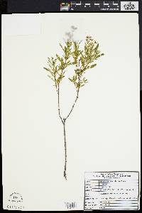 Hypericum densiflorum image