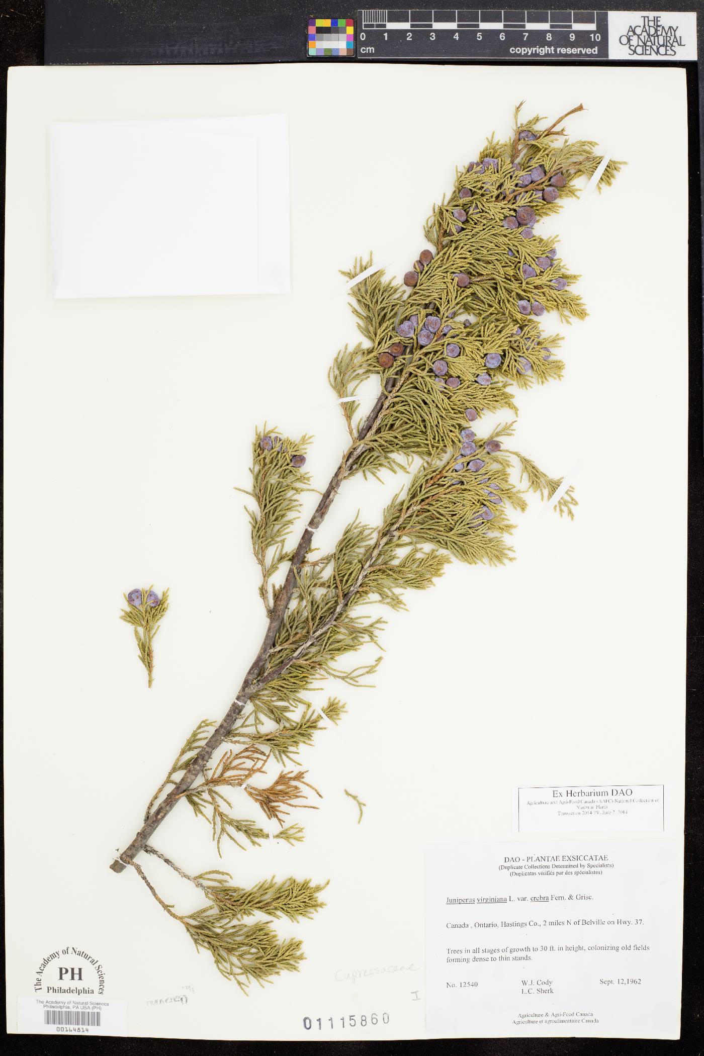 Juniperus virginiana subsp. crebra image